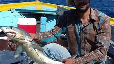 محافظة الإسكندرية توضح حقيقة وجود أسماك قرش ببحر الإسكندرية 