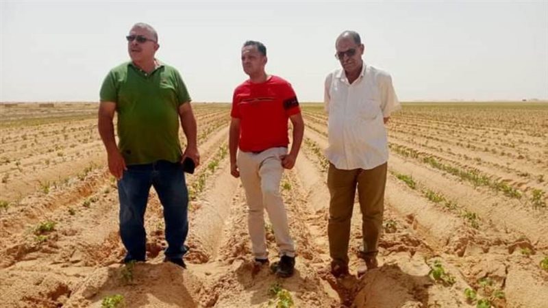 مزارع البطاطا بمركزي