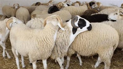 قبل التضحية.. تعرف على إرشادات شراء الأضحية السليمة