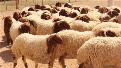 تعرف على مواعيد وأماكن أسواق أضاحي العيد بالدقهلية