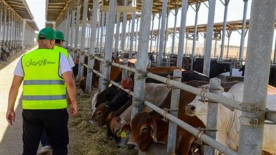 مليون و350 ألف كيلو لحوم من الأورمان للمحافظات خلال عيد الأضحى