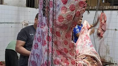 للتأكد من خلوها من الأمراض.. تعرف على خطوات الكشف على الأضاحي داخل المجازر الحكومية