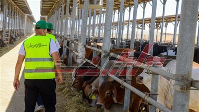 الأورمان تبدأ في ذبح الأضاحى بمجزر كفر الشيخ بسخا لتوزيع 21 ألفًا و500 كيلو لحوم بلدى