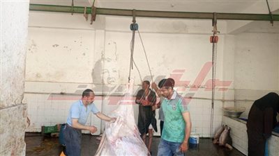 تطهير 16 مجزرًا لاستقبال عيد الأضحى المبارك وذبح 1000 رأس ماشية بكفر الشيخ 