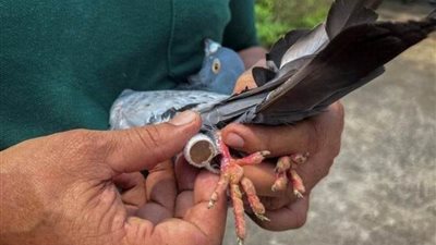 عاجل.. صدق أو لا تصدق الشرطة تستخدم الحمام في نقل البريد