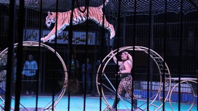 بعد غياب 13 عامًا.. السيرك القومي يعود لمدينة العريش