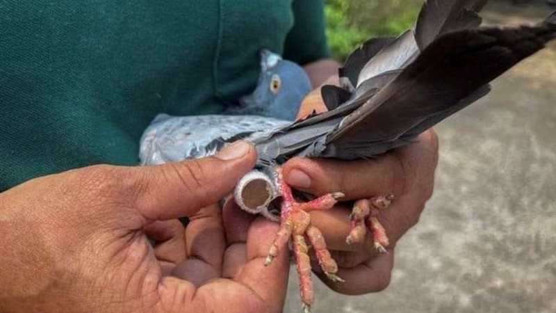 الحمام البريدي في