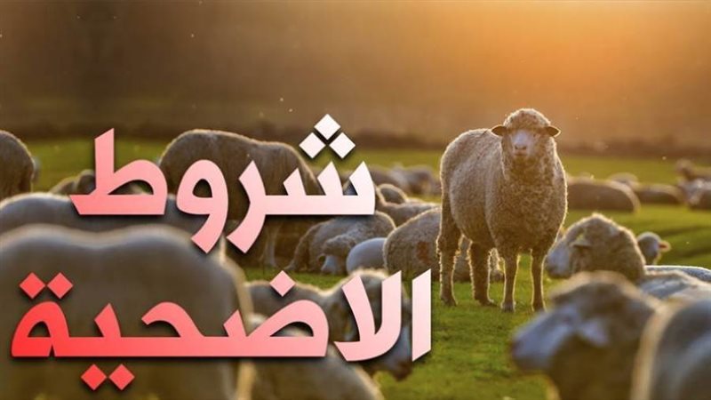 شروط الأضحية