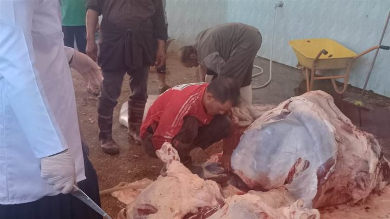 فى ثالث ايام العيد