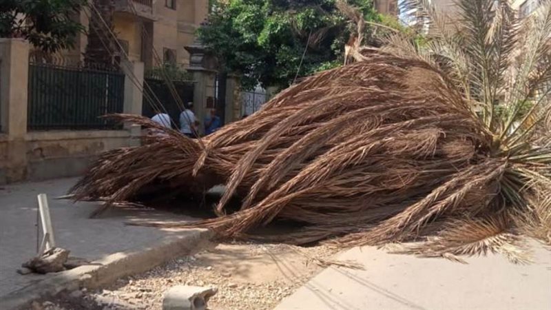 سقوط نخلة داخل حديقة