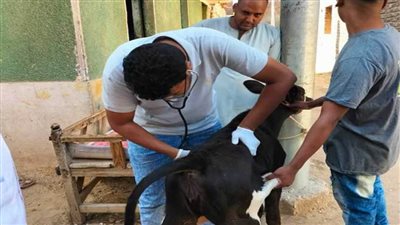 بيطرى قنا يناظر 302 حيوان وطائر خلال قافلة بيطرية مجانية بقرية المراشدة