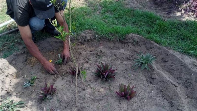 زراعة ١٠٠ مليون شجرة