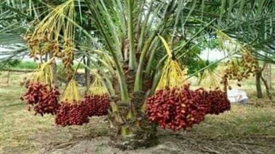 فوز طالب بهندسة القاهرة في مسابقة تصميم شعار العلامة الموحدة لـ تمور الوادي الجديد