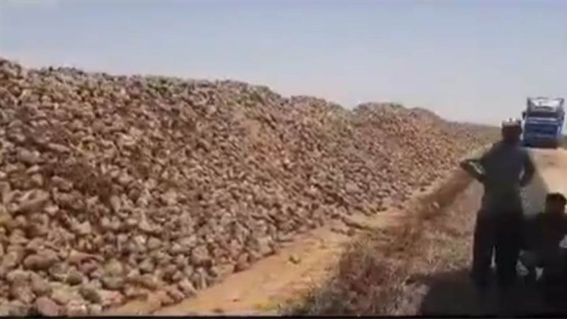 اول حصاد للبنجر بالوادي