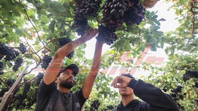 عاجل.. حصاد العنب الأسود في الأرض الطيبة