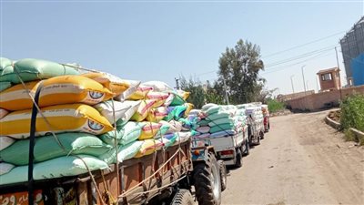 توريد 261 ألفًا و27 طنًا من محصول القمح بجميع مراكز كفر الشيخ