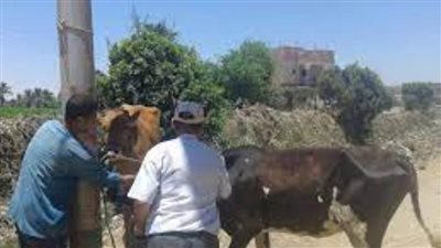 انطلاق الحملة القومية 