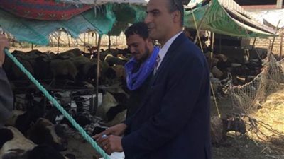 السبت القادم انطلاق الحملة القومية لتحصين الماشية ضد الحمى القلاعية والوادي المتصدع