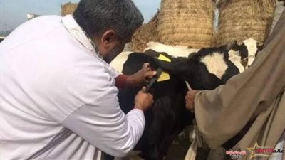 غدًا السبت.. بدء انطلاق فعاليات الحملة القومية الثانية للتحصين ضد مرضى الحمى القلاعية والوادي المتصدع بالإسكندرية