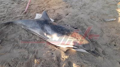 العثور على أنثى دولفين نافقة بمصيف بلطيم ونقلها لمحطة بحوث الثروة المائية ببلطيم