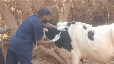 انطلاق الحملة القومية لتحصين الماشية ضد الحمى القلاعية بالوادي الجديد