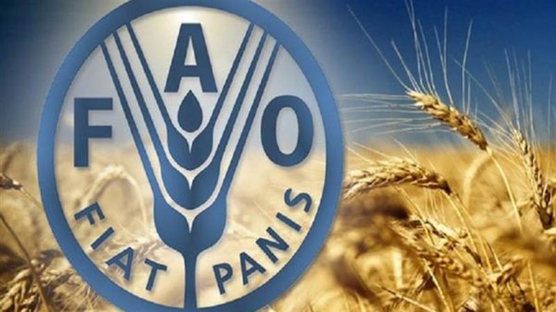 الفاو
