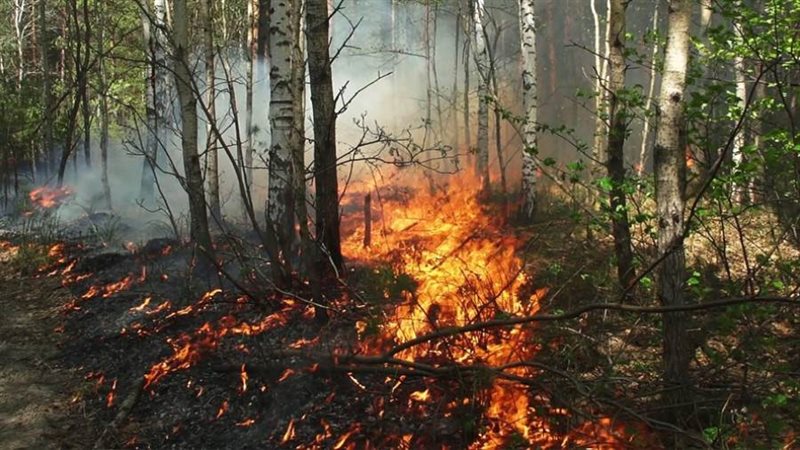 حرائق الغابات في