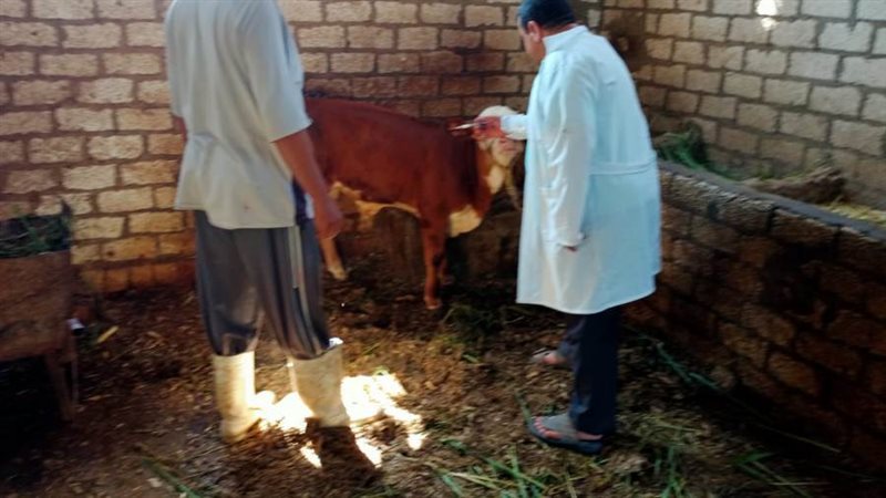 تحصين 47581 رأس ماشية