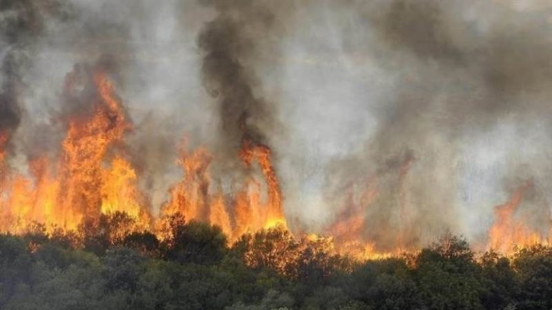 صوره ارشفيه