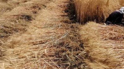 توريد 535.7 ألف طن قمح للصوامع والشون بالشرقية