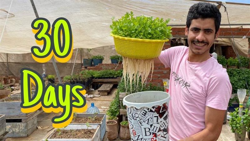 زراعة أسطح المنازل