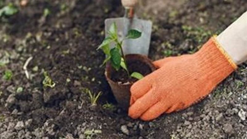 زراعة الأشجار والنباتات