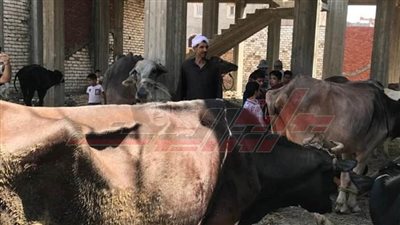 تحصين 110 آلاف رأس ماشية ضد الحمى القلاعية والوادي المتصدع بكفر الشيخ