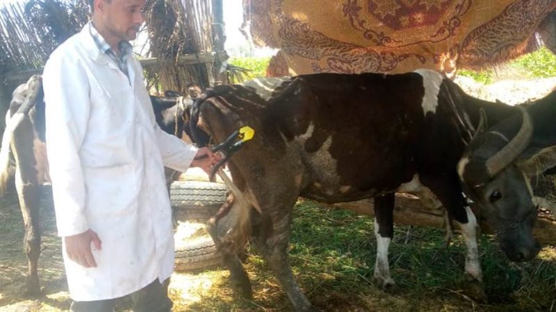 تحصين 120 ألف رأس