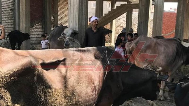 تحصين المواشي