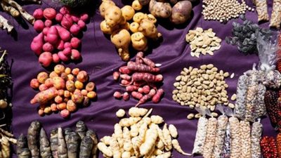 انعقاد قمة النظم الغذائية في روما ودعوة لتوجه 