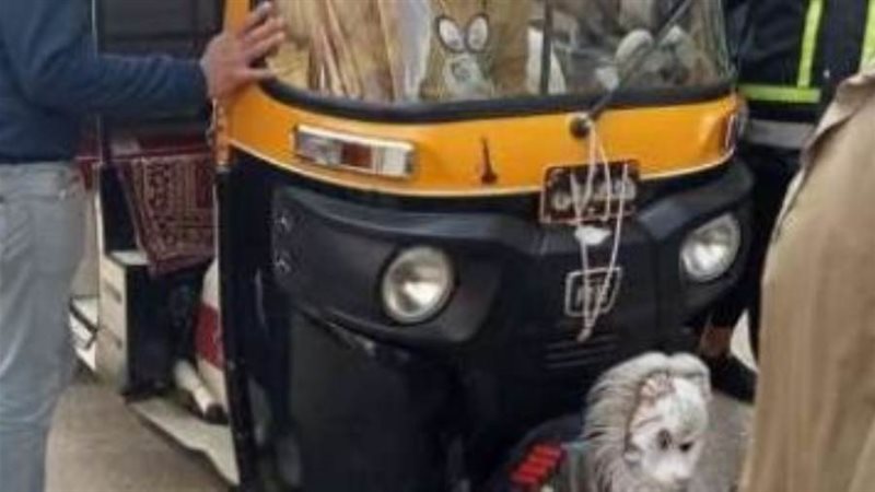 صوره ارشفيه