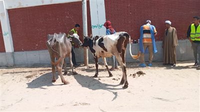 تنفيذ قافلة بيطرية بالمحسمة الجديدة مركز ومدينة أبوصوير 