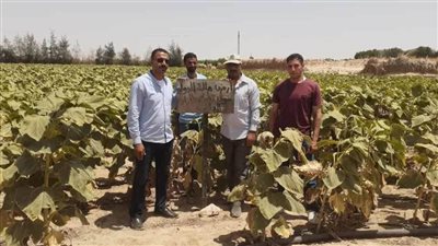 استرداد 222 فدانا وإزالة 37 حالة تعد بالبناء المخالف على الأرض الزراعية وأملاك بالمنيا