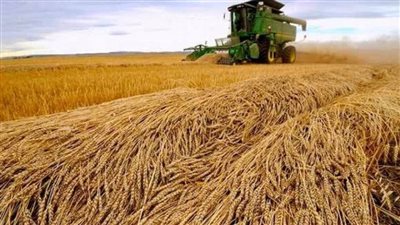 توريد 535.9 ألف طن من محصول القمح للصوامع بالشرقية