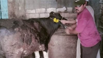 تحصين 300 ألف رأس ماشية ضد مرضى الحمى القلاعية بالبحيرة
