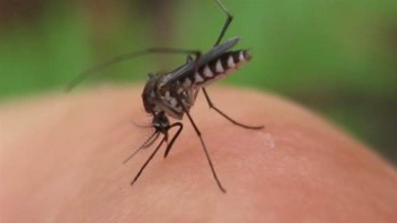 صوره ارشفيه