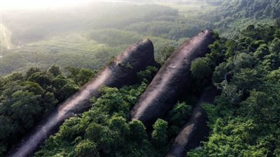 من عجائب الطبيعة في تايلاند.. 3 حيتان تشق طريقها عبر الغابة 