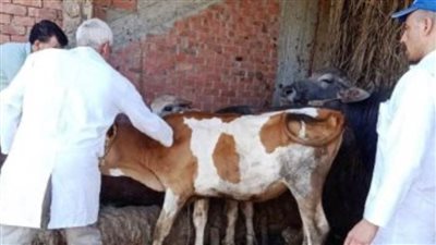 تحصين 59 ألفًا و68 رأسًا ضد الحمى القلاعية والتسمم ببني سويف 