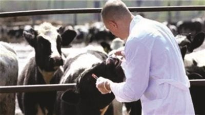 وزير الزراعة: تحصين 3.6 مليون رأس ماشية ضد الحمى القلاعية والوادي المتصدع