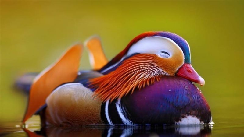 بط المندرين