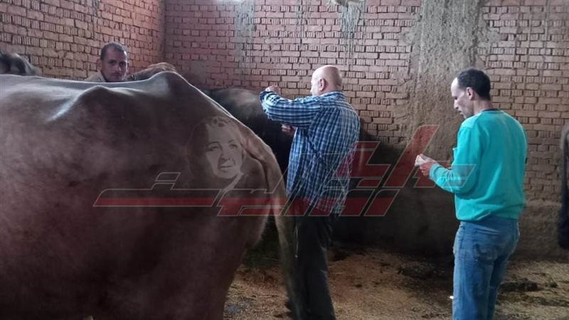 تحصين المواشي