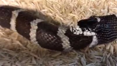 تلتهم نفسها...علماء يكتشفون 