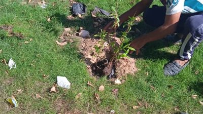 محافظ الإسكندرية: زراعة نحو ٢١٣ ألف شجرة مثمرة وغير مثمرة بأحياء الإسكندرية