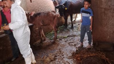 تنفيذ 12 حملة تفتيشية للرقابة على الأسواق وضبط 5 طن لحوم غير صالحة بالبحيرة